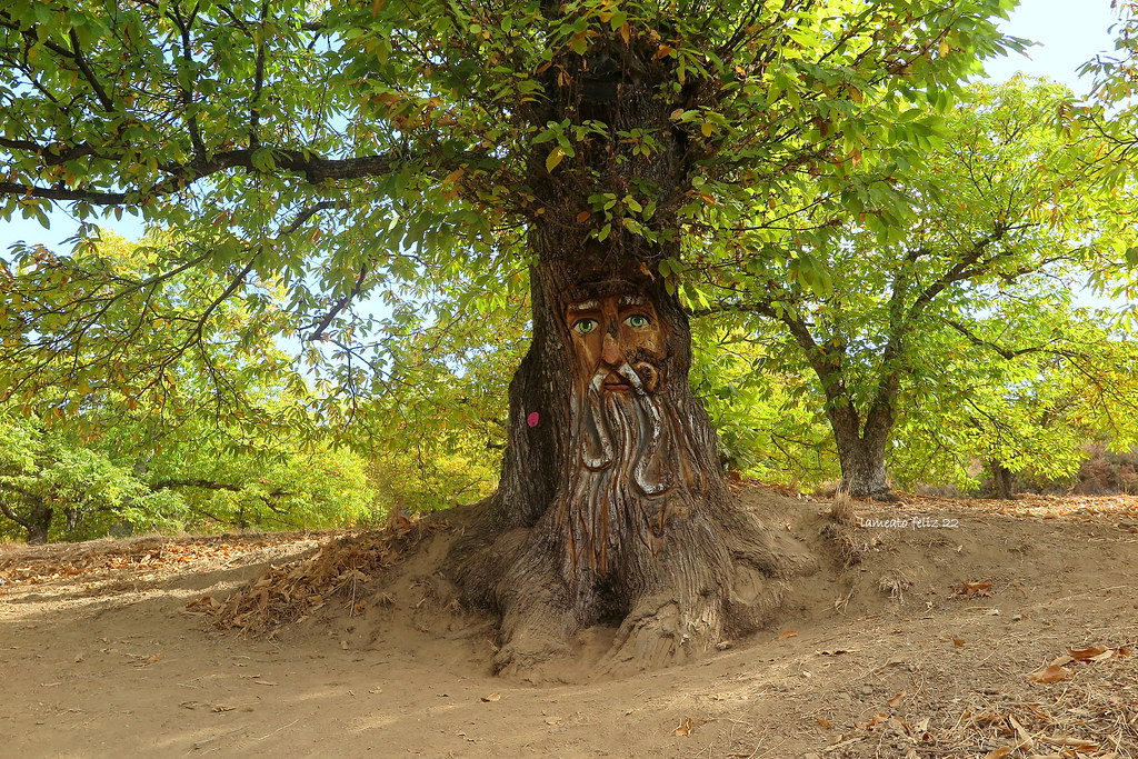 Parauta. Ruta Bosque Encantado. (Málaga). El Bosque Encant… Flickr