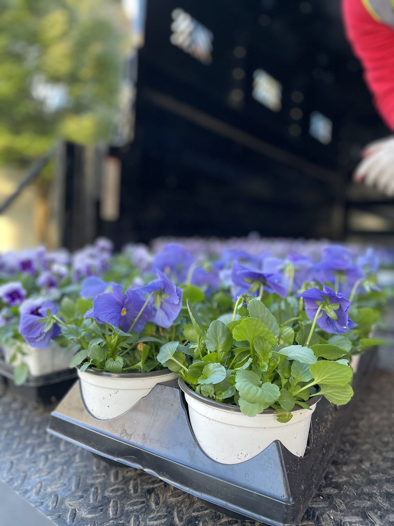 Flower Rotation_Oct 22 (35) Emma Quinn Flickr