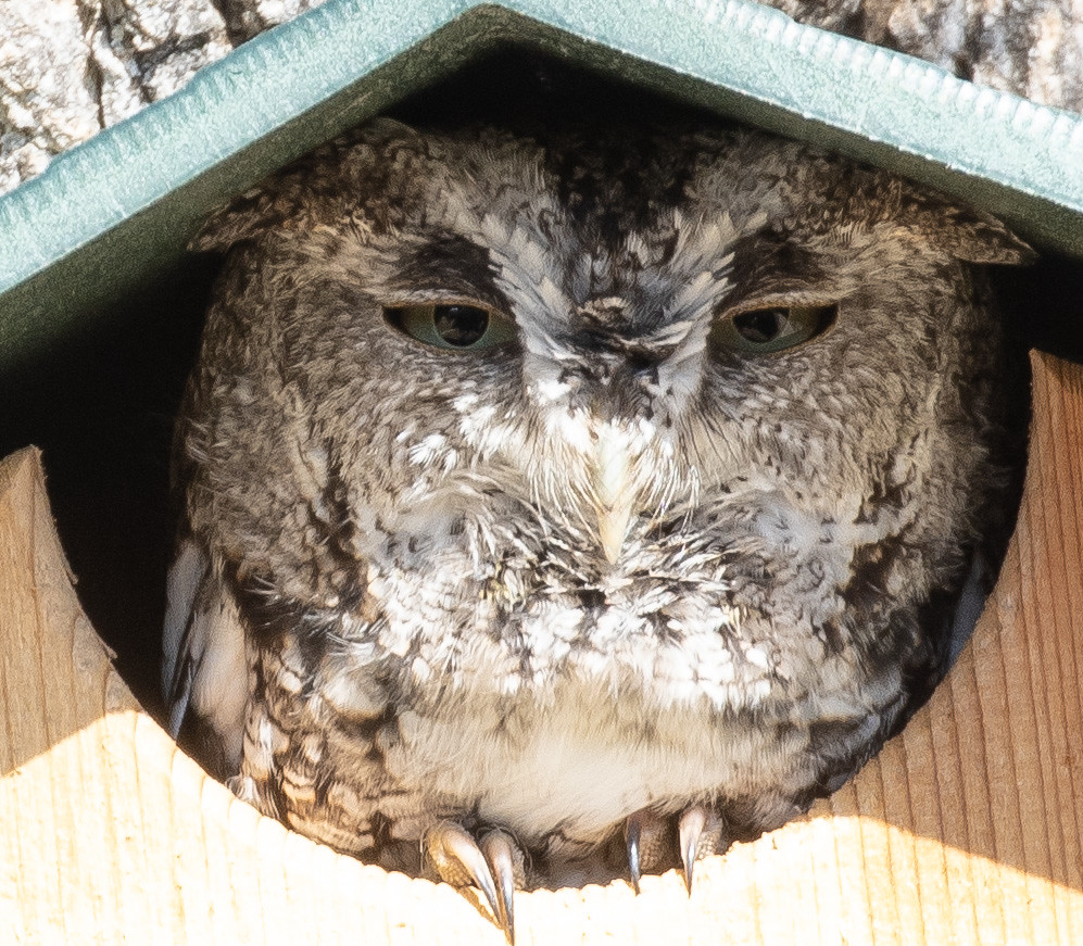 We have an OWL! We put up an owl box for the first time th… Flickr