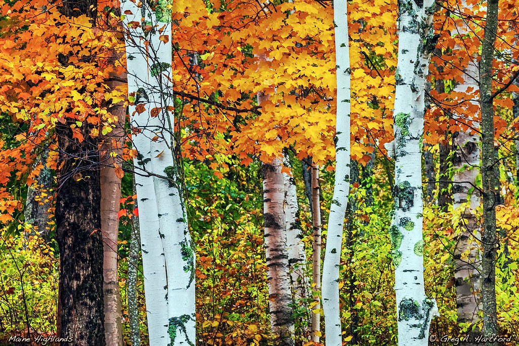 Autumn Colors in Maine 34A5004 This was taken a few years … Flickr