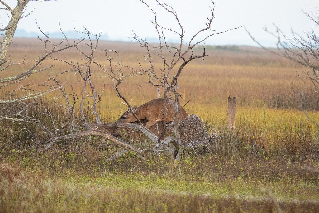 Whitetail Bucking Little Cumberland Island, Greg Halbach