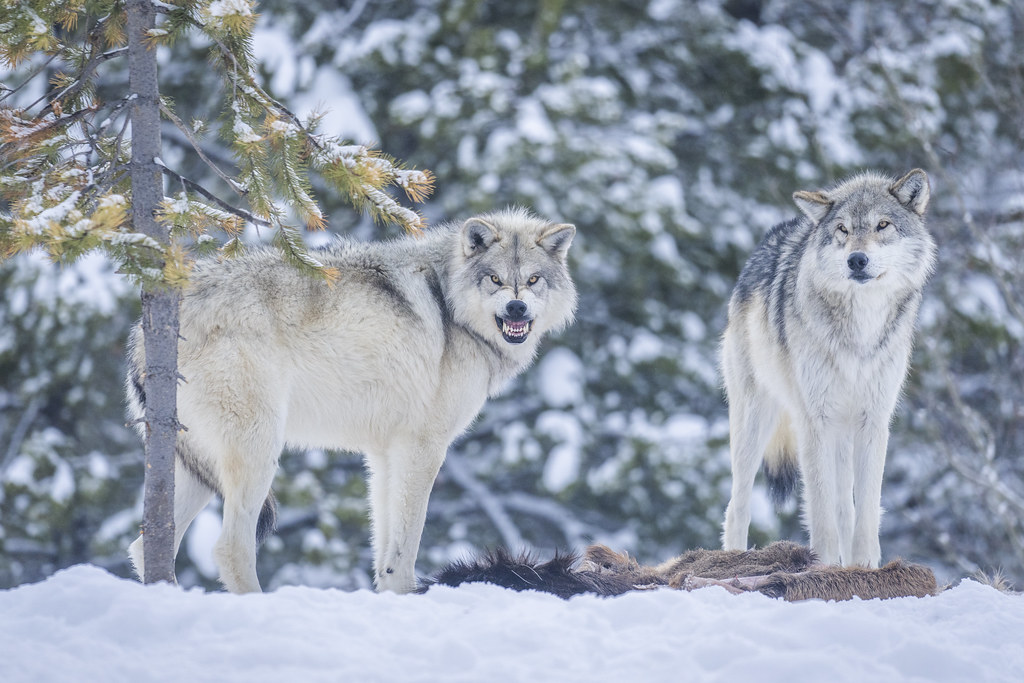 Fierce Grey Wolf Baring Teeth Winter Snow Sony A1 ILCE1 Fine Art