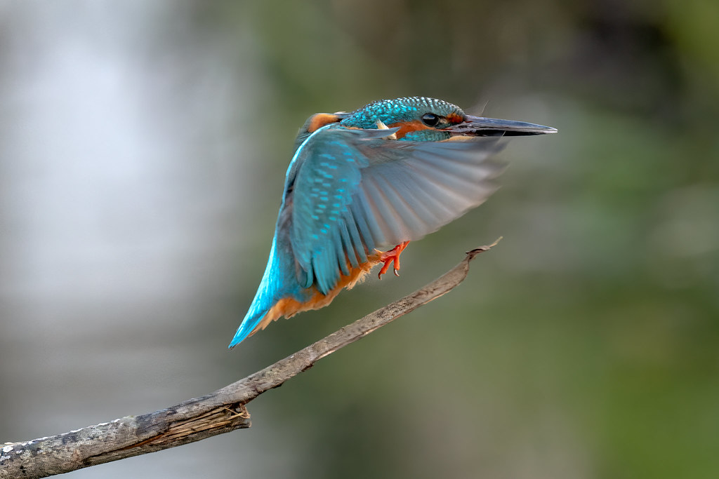The Kingfisher Lands Catching a bit of movement as this be… Flickr