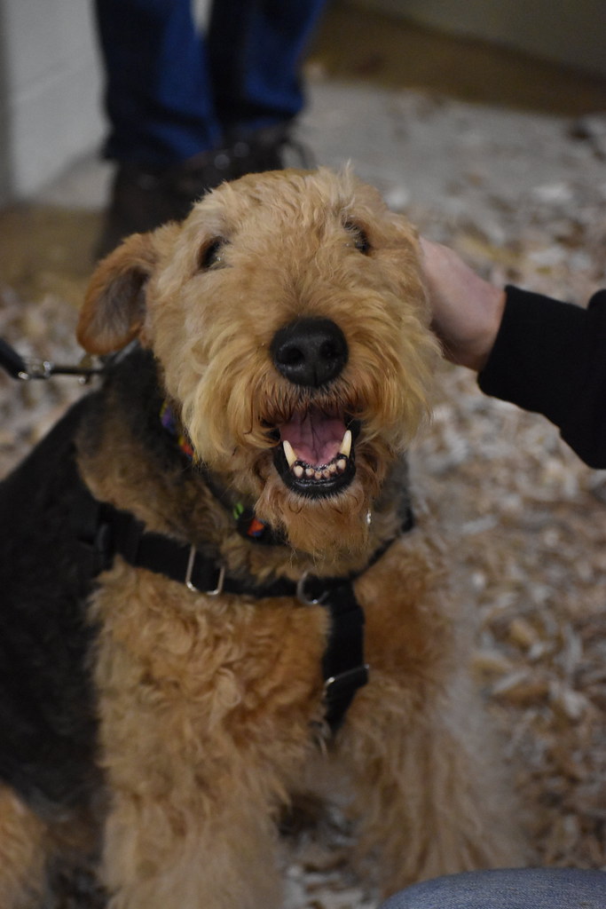 2023 Meet the Breeds Airedale terrier at the Meet the Bree… PA Farm