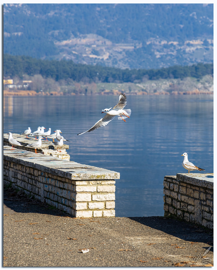 Gull Landing №4 Shot of a gull landing on the Pamvōtis lak… Flickr