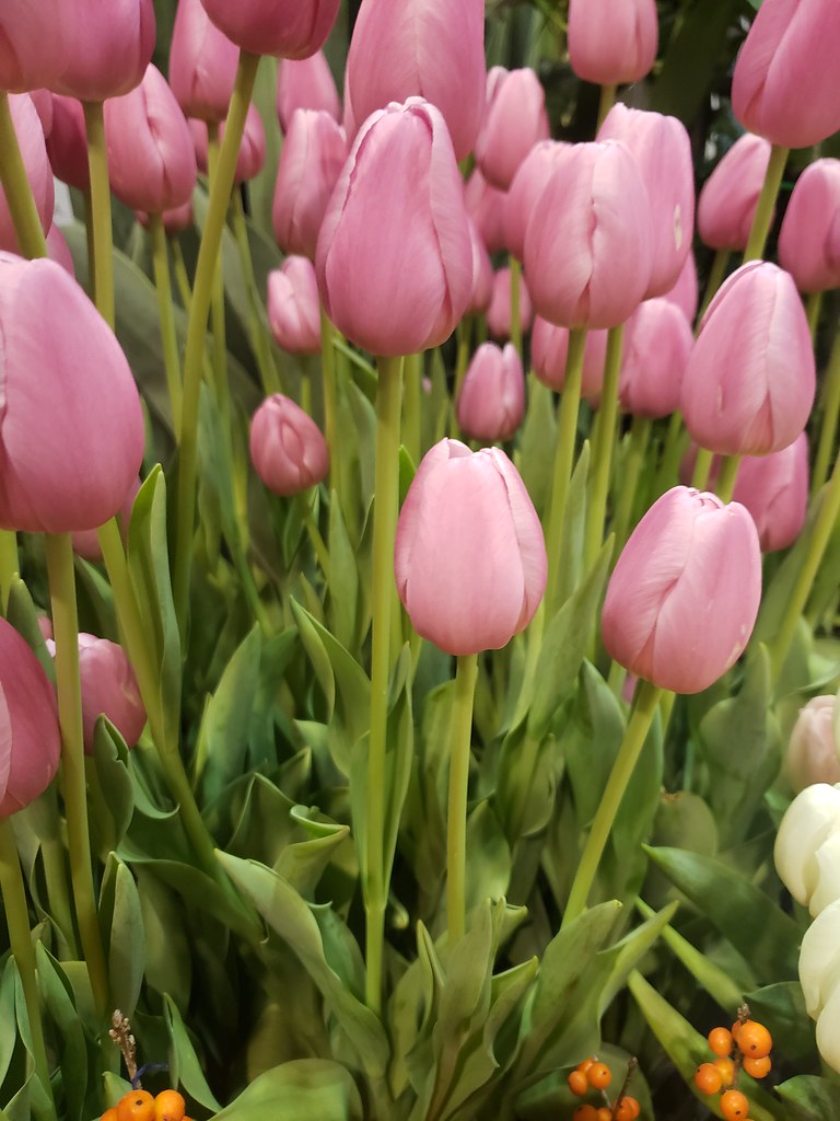 20221029_140515 American Grown Flowers Flickr