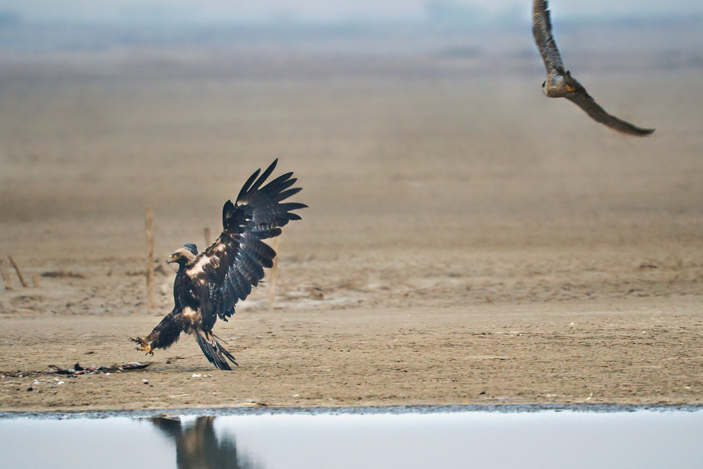 Imperial Eagle Imperial eagles are opportunistic feeder an… Flickr