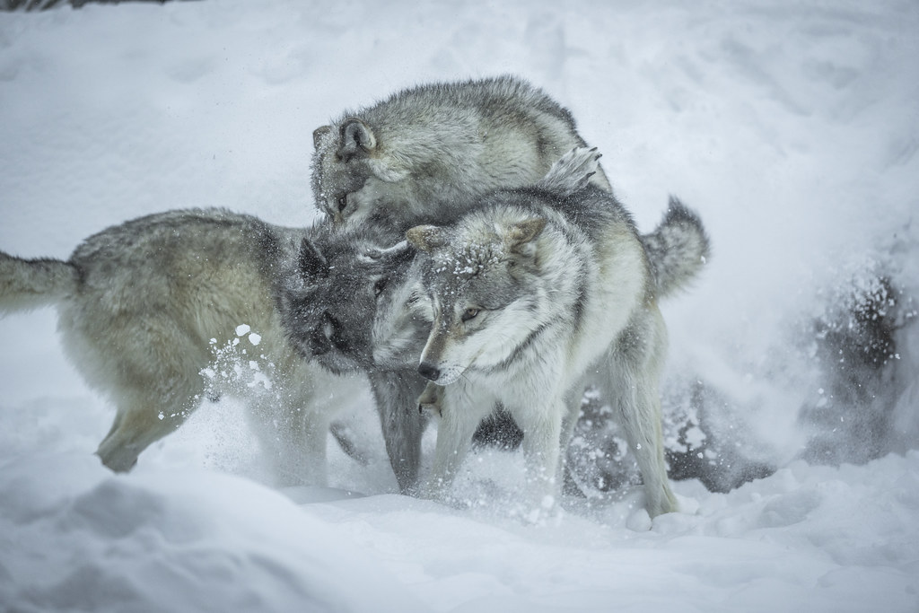 Three Headed Wolf Cerberus! Wolfpack Play Fighting! Grey W… Flickr