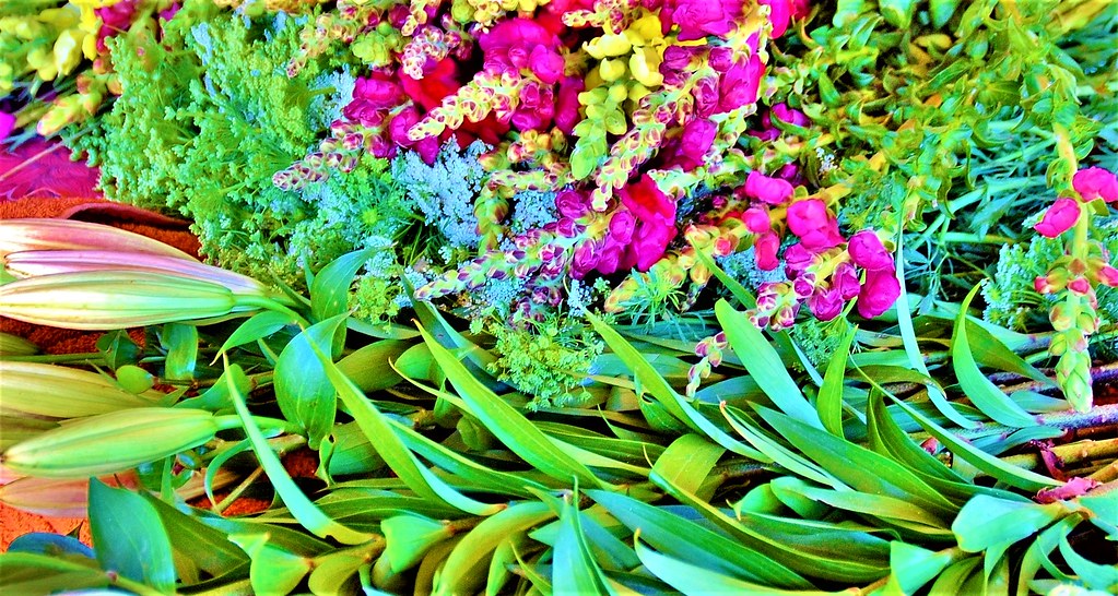 Cut Flowers Texas Hill Country Lynn Koch Flickr