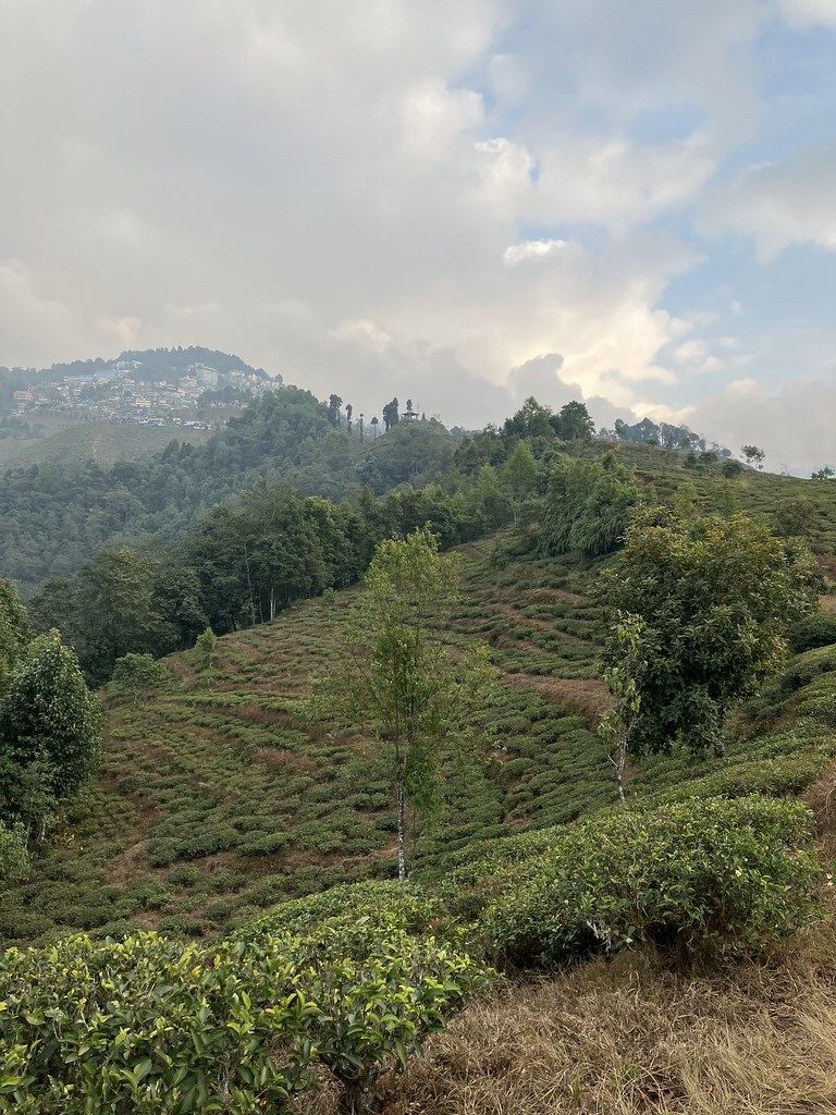 IMG_0454 Tea bushes at SIngtom Garden lindashaffer Flickr