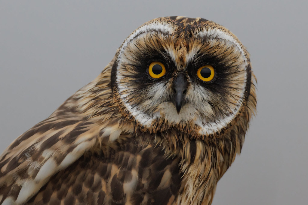 Juvenile Short Eared Owl Summer North Uist Ian Ireland Flickr
