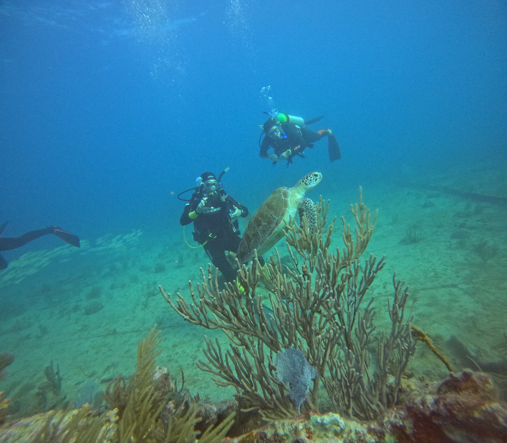 Tom Dive key largo (33) DCIM\100GOPRO\GOPR1759.JPG Flickr