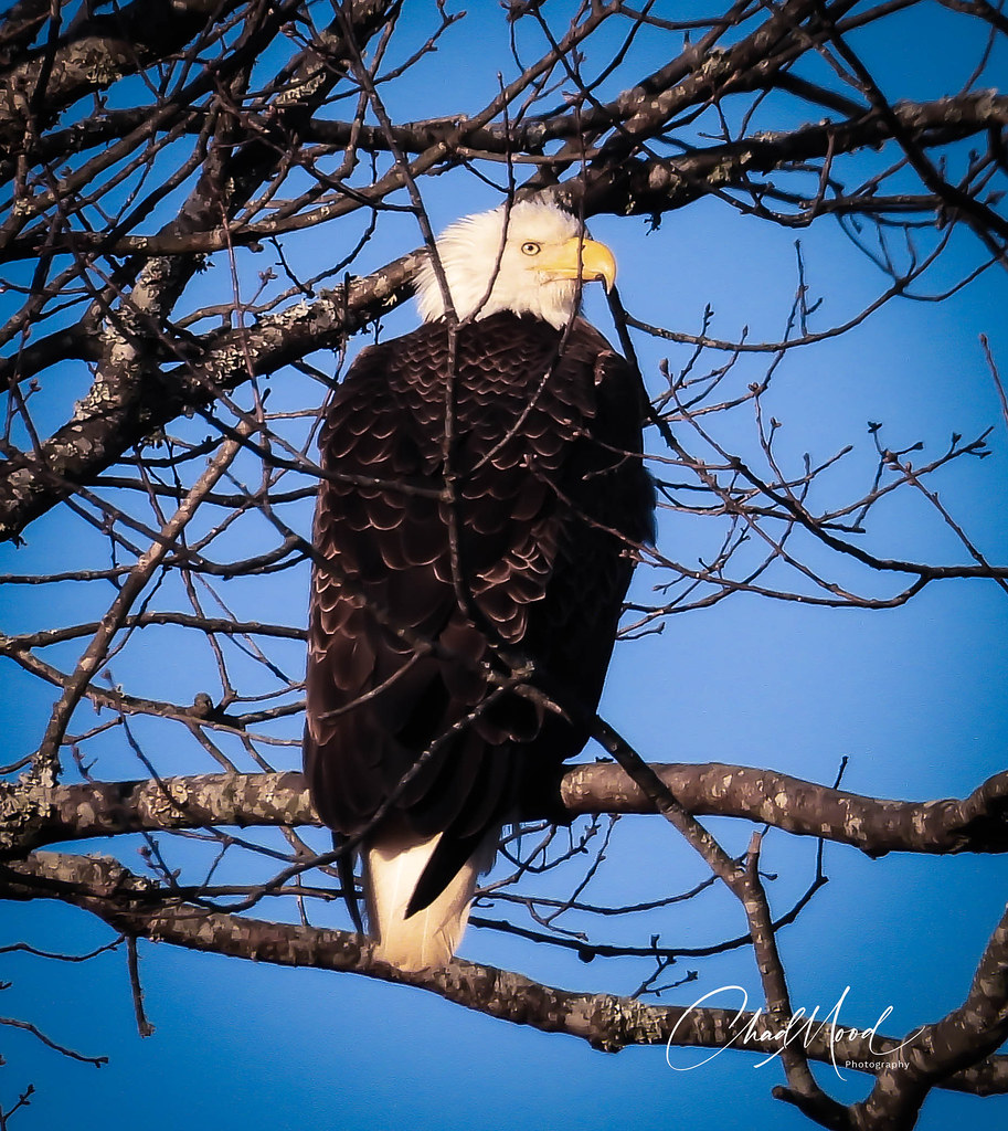 Bald Eagle Location at Cypress Point, Sardis Lake Chad Mood Flickr