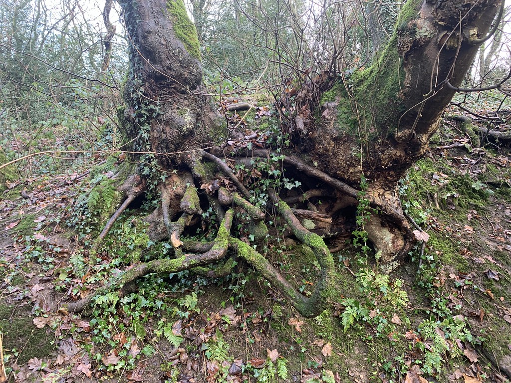 2023 Hall Lee Bank Wood Westhoughton Mike Whitby Flickr