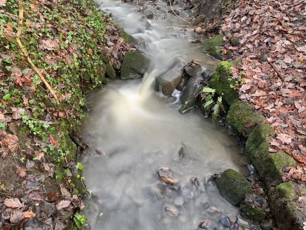 2023 Hall Lee Bank Wood Westhoughton Mike Whitby Flickr