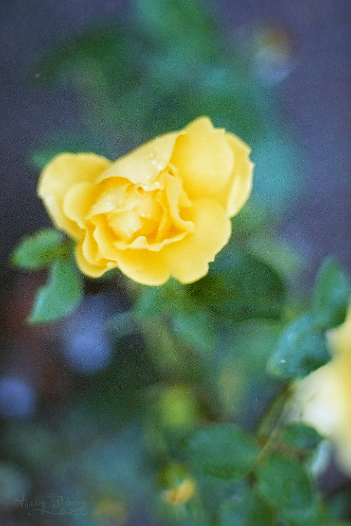 Yellow rose Film stock Fujicolor Superia Xtra ISO400 Exp… Flickr
