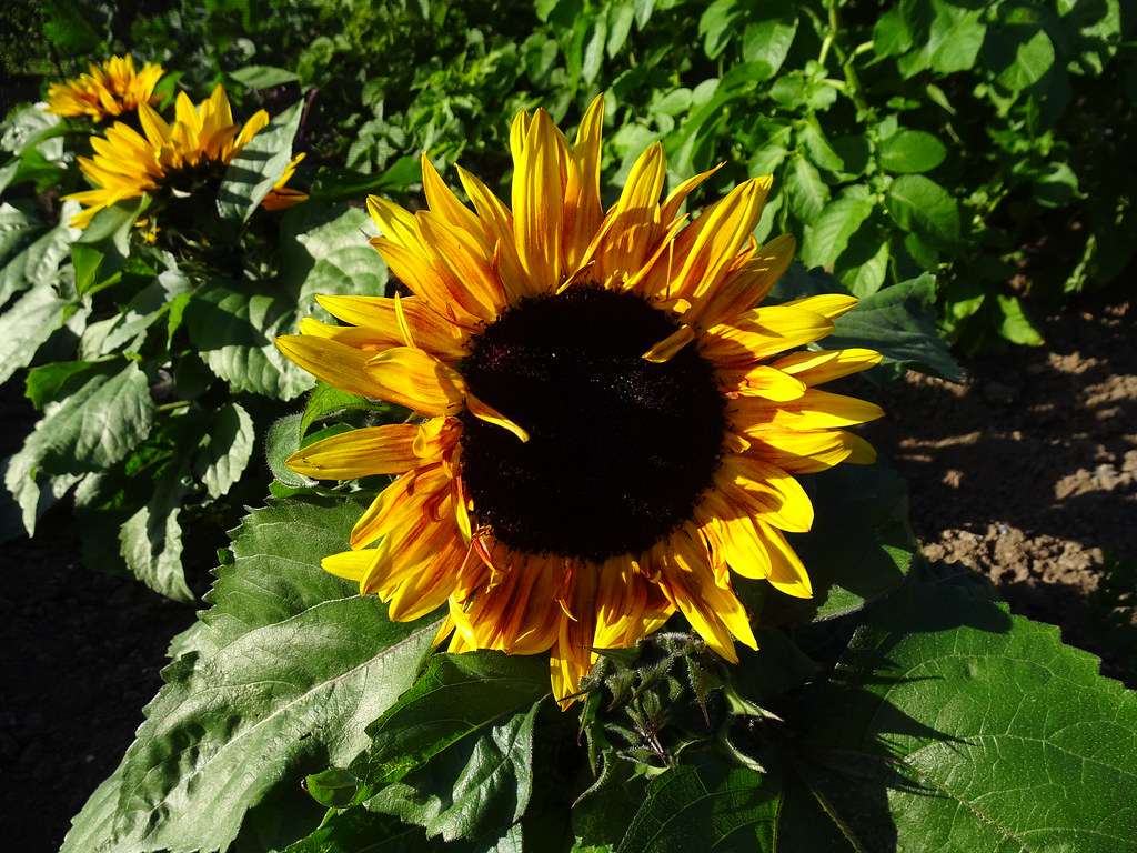 Mini sunflowers Mini sunflowers E Mackenzie Flickr