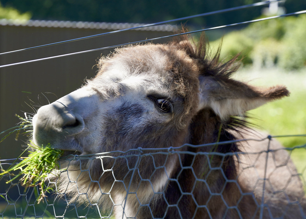 Wanaka Lavender Farm damien.zamora1 Flickr