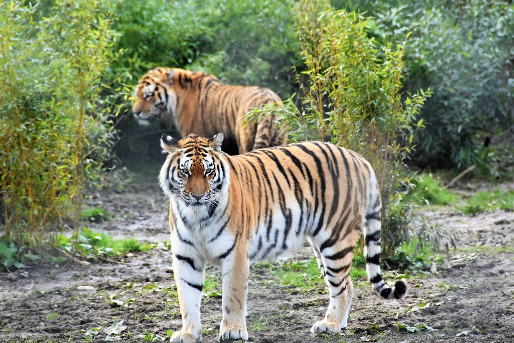 Two Tigers Taken at North Yorkshire Zoo , UK, Autumn 2021 Nathan