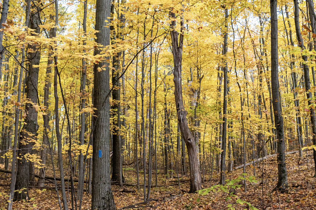 Manistee National Forest Flickr
