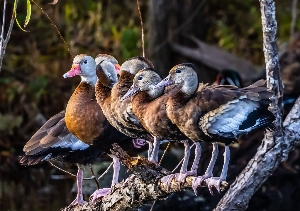 Whistling Ducks New Orleans, LA David Lewit Flickr