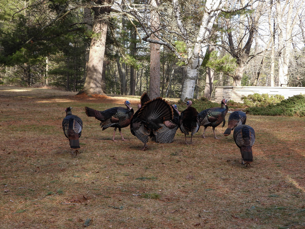 Phasianidae Wild Turkey, Sanctuary, Wilber Township, Iosco… Flickr
