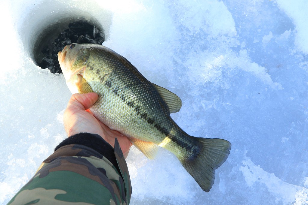 largemouth bass ice fishing in Winneshiek County IA 854A23… Flickr