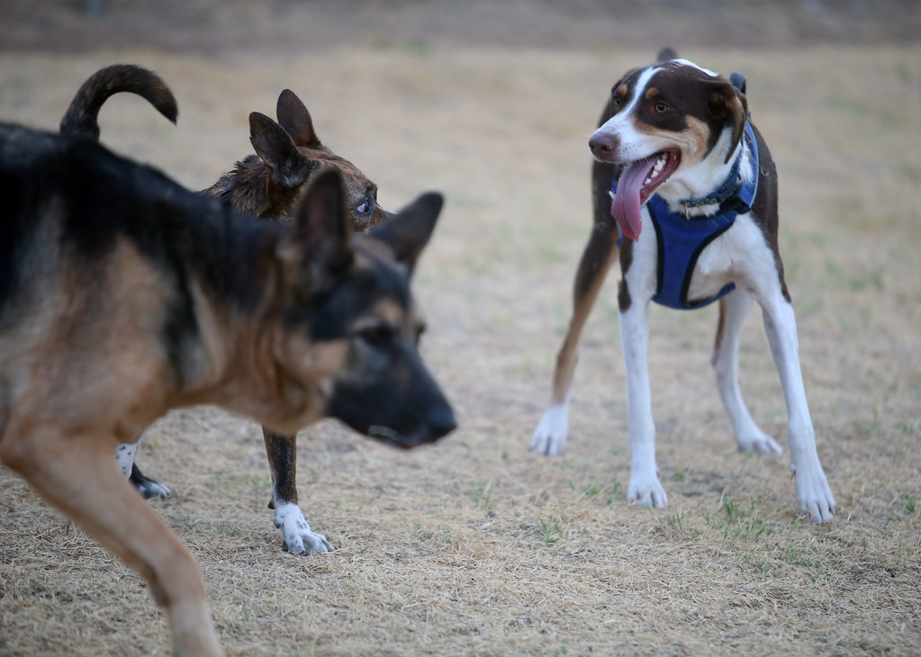 Dogs playing_655 at the Wichita Falls Dog Park. wilsonbrad89 Flickr