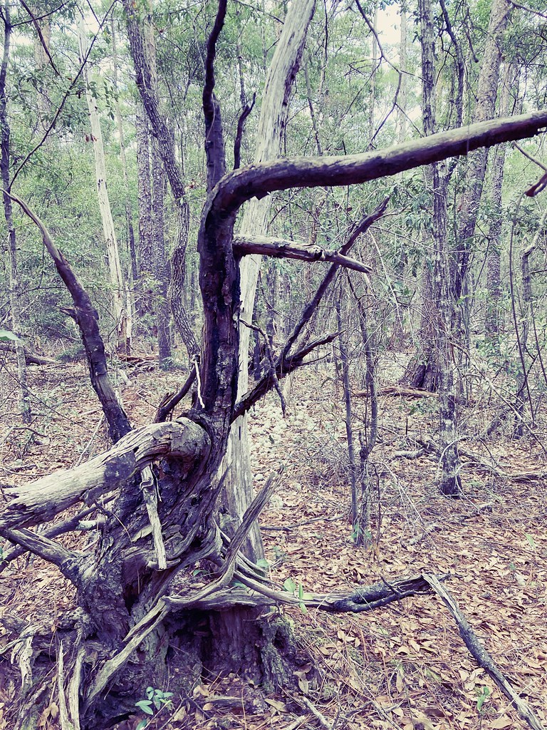 Buffalo soldier bonsai Rolando Garro Flickr