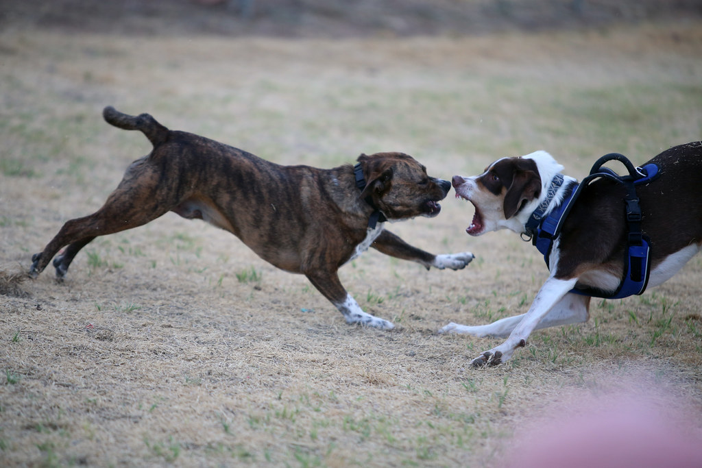 Dogs playing_656 at the Wichita Falls Dog Park. wilsonbrad89 Flickr