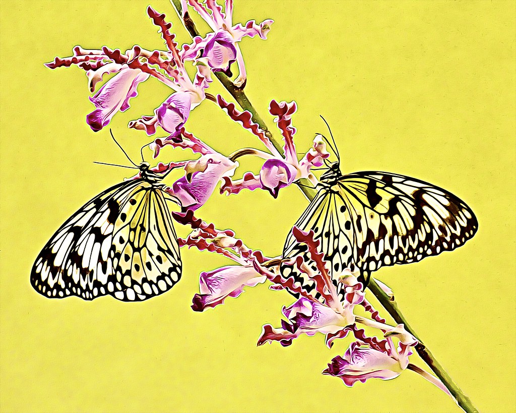 Paper Kites Artsy Rendering by BeFunky Dale Bicksler Flickr