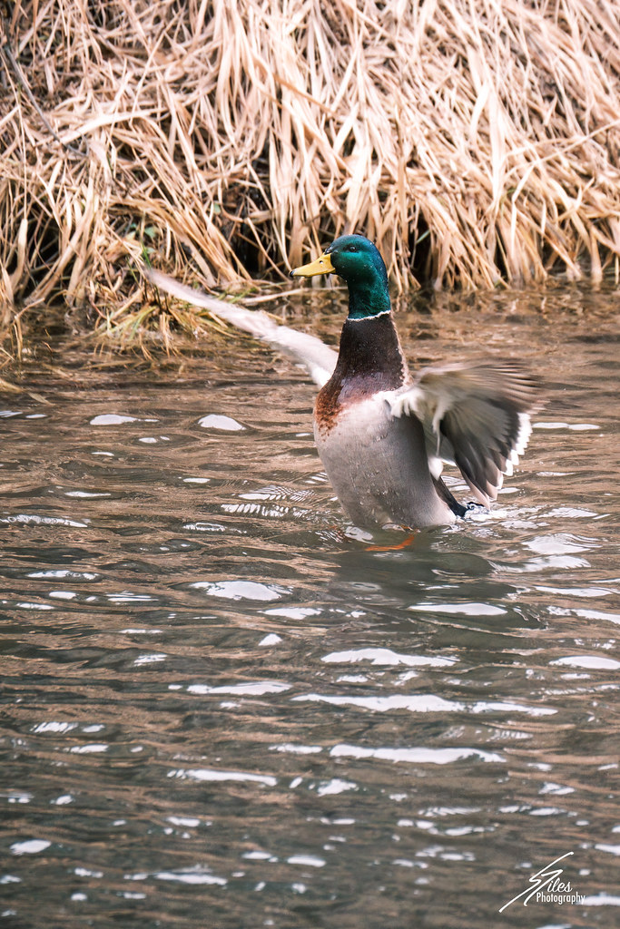Mallard stretching Spencer Giles Flickr
