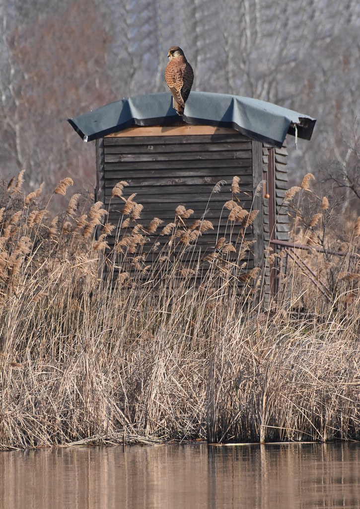 Falcon Birdwatching Hut, Filippou Lake, Kalochori, Macedon… Flickr