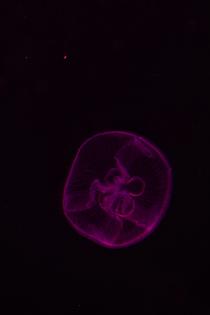 Jellyfish of the Florida Keys The most commonly seen jelly… Flickr