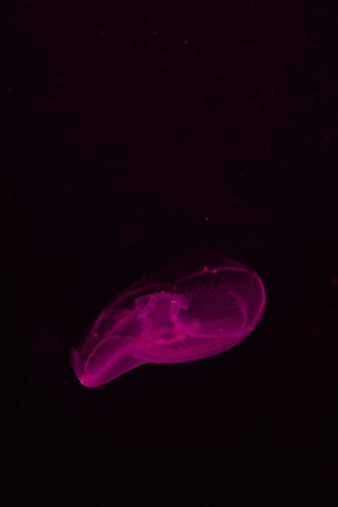 Jellyfish of the Florida Keys The most commonly seen jelly… Flickr