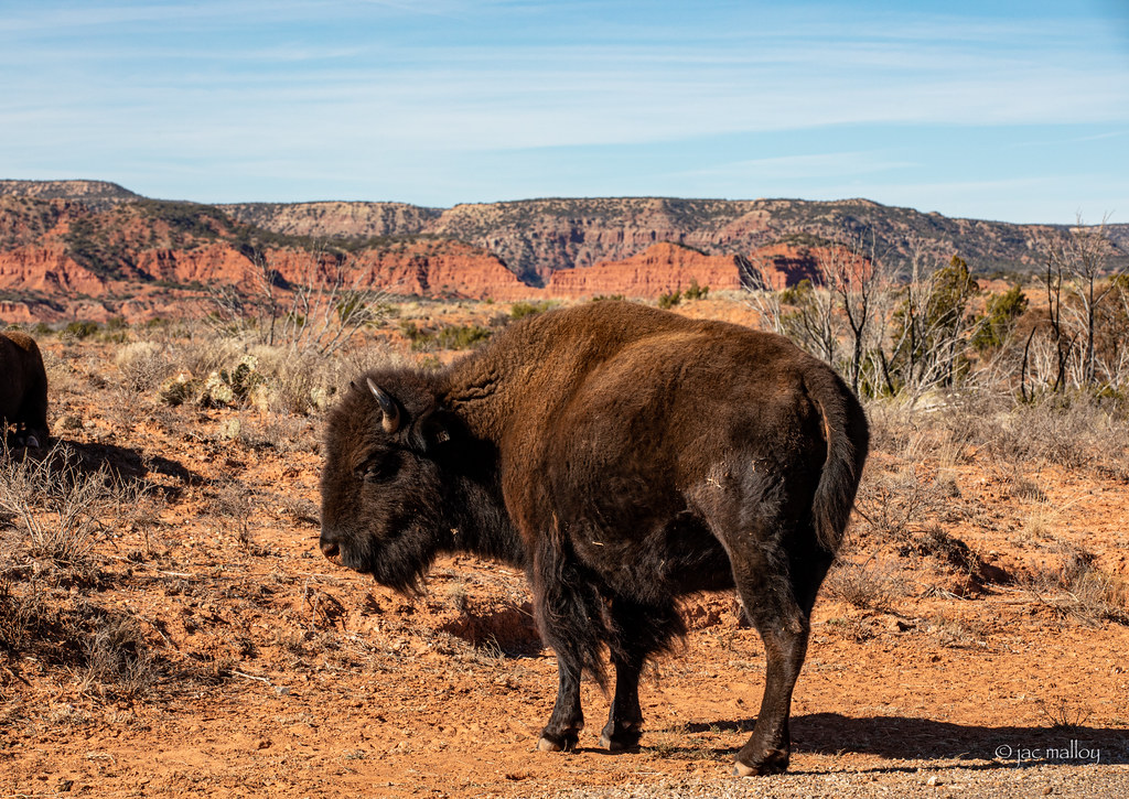 Caprock Canyons State Park Quitaque, Texas Jac Malloy Flickr