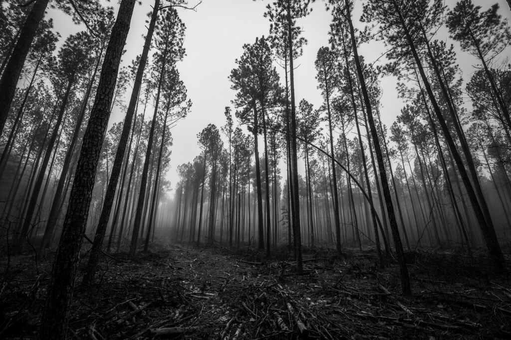 Make way Forest clearing near Durham, North Carolina, USA ε βean