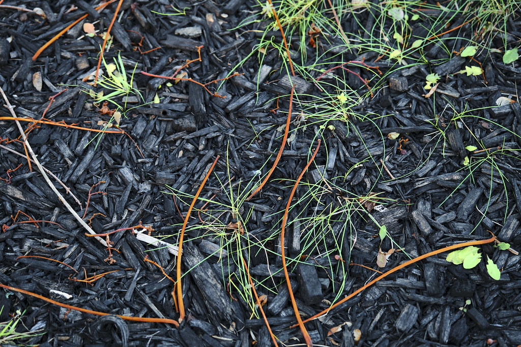 DSCF3020 Just mulch brian allan Flickr