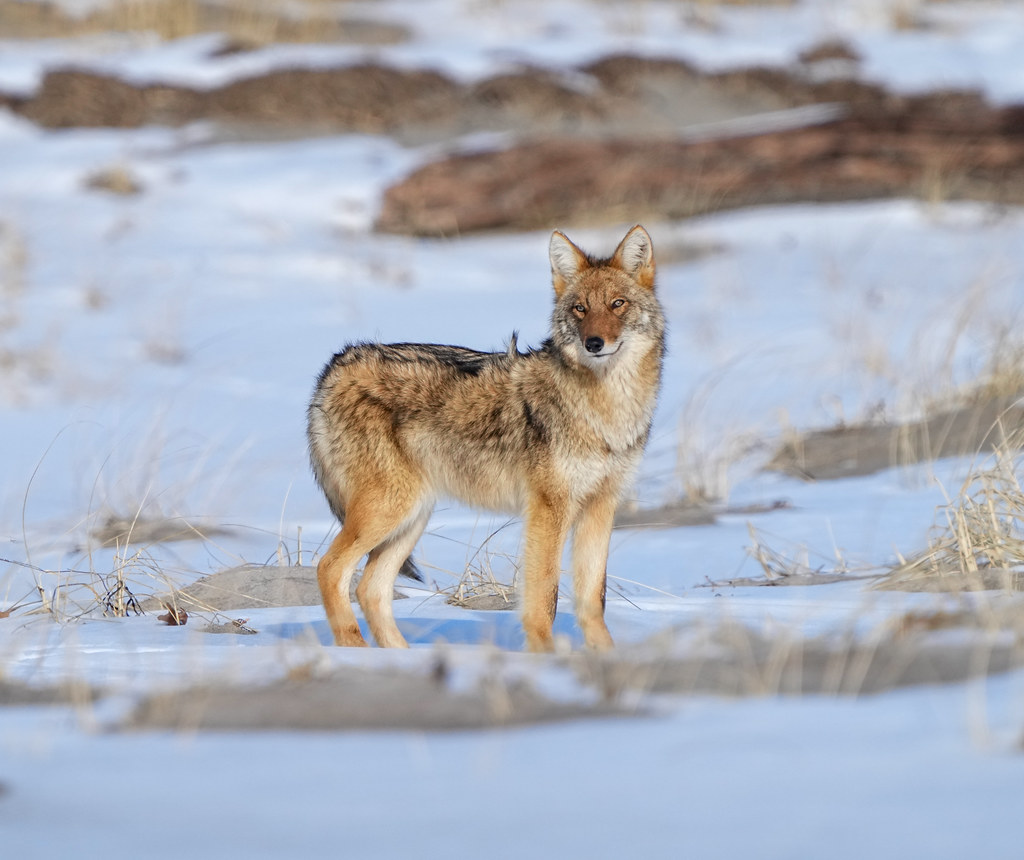 Coyote Sandy Point Beach, Ipswich MA Andrew Lichtman Flickr