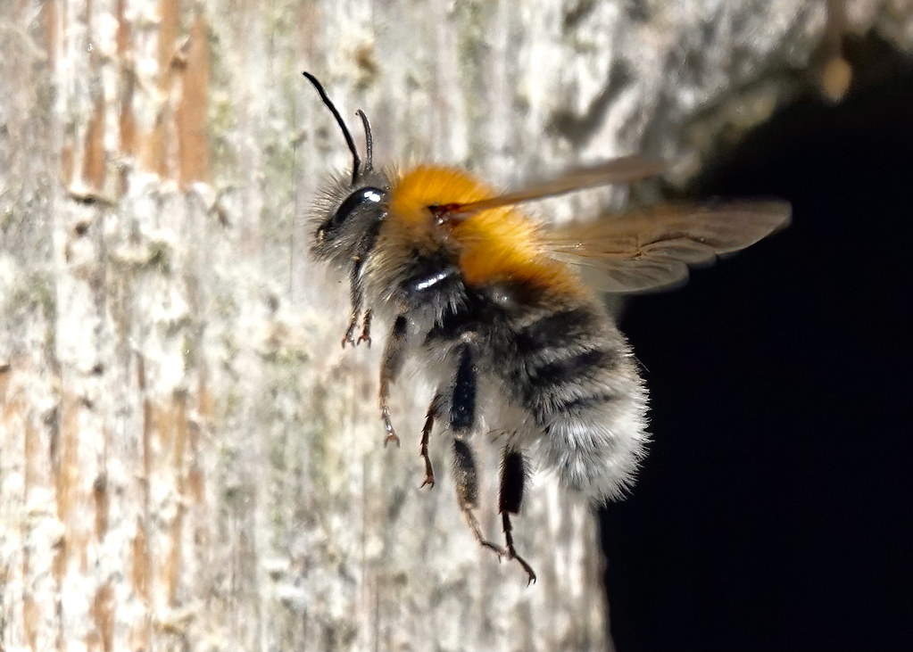 Tree bumble bee (Bombus hypnorum) Kingswells_AAB6279DeN… Flickr