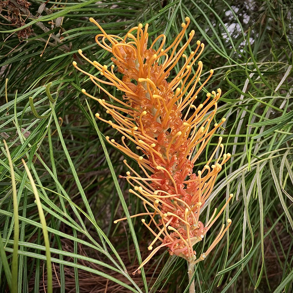 Orange Grevillea Flower 20/100 x Flowers 2023 Grevillea Ho… Flickr