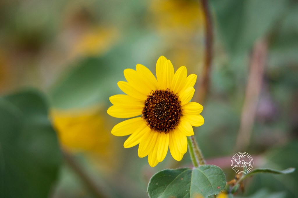 Sunflower Sometimes you just need a sunflower to brighten … Flickr