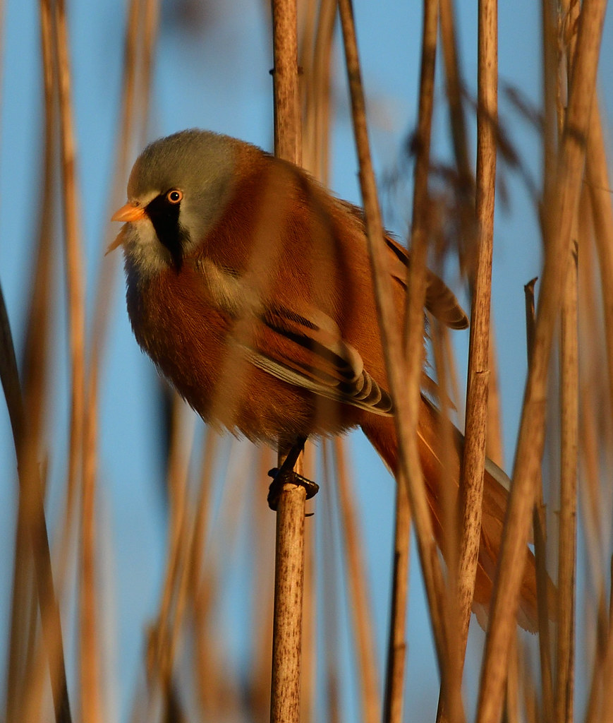 Bearded Tit (m) Tay Reed Beds Lorne_K Flickr