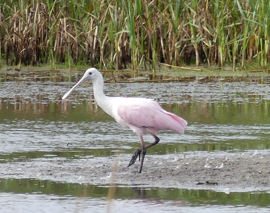 spoonbill 2 Roseate spoonbill (Platalea ajaja) Finishing u… Flickr