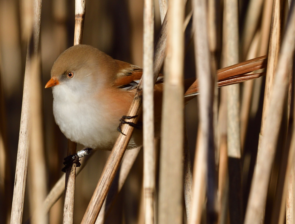 Bearded Tit (f) Tay Reed Beds Lorne_K Flickr