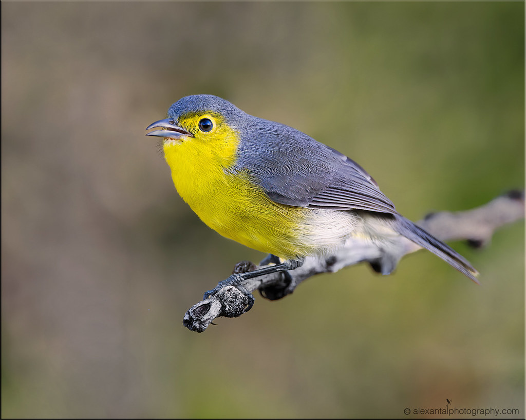 Oriente Warbler A noisy flocking species that uses a wide … Flickr