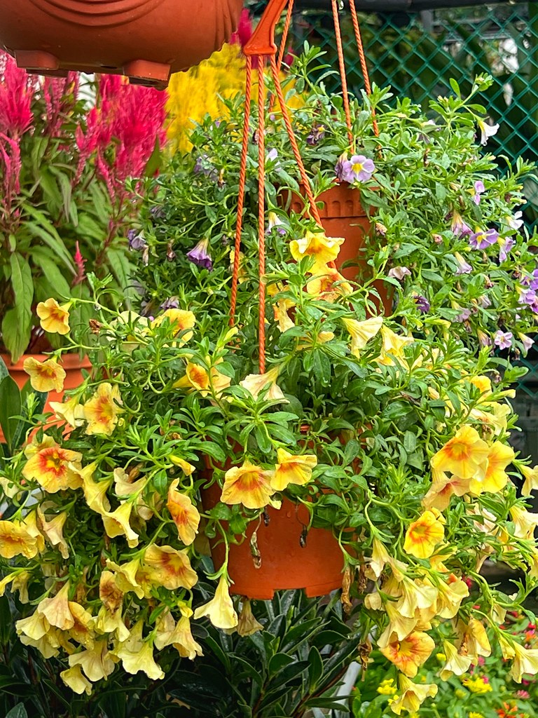 Punggol Nurseries Punggol Nurseries cattan2011 Flickr