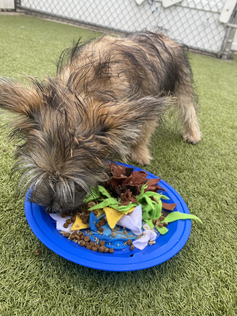 Untitled Holiday House Pet Resort and Training Center Flickr