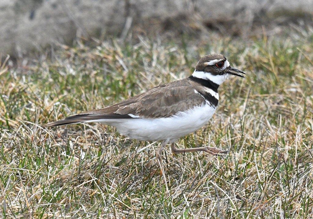 Killdeer Dorval airport 06292022 Marty Swindells Flickr