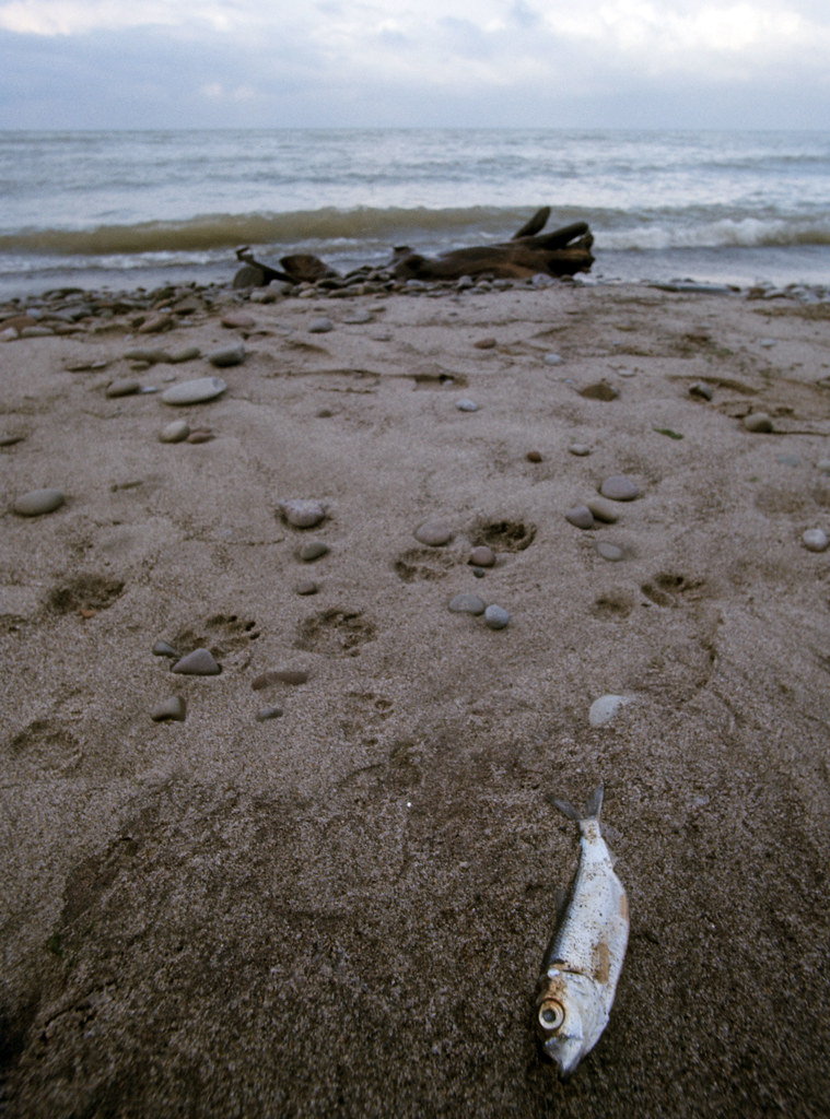 19750100.11 dead fish, beach, Lake Ontario Olcott, NY Walter